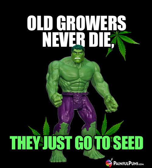 Hulk with Pot Leaves: Old Growers Never Die, They Just Go to Seed