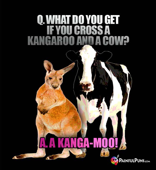 q. What do you get if you cross a kangaroo and a cow? A. a Kanga-Moo!