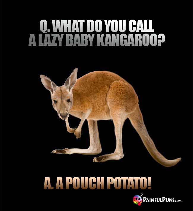 Q. What do you call a lazy baby kangaroo? A. A pouch potato!