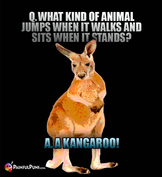 Q. what kind of animal jumps when it walks and sits when it stands? A. A Kangaroo!