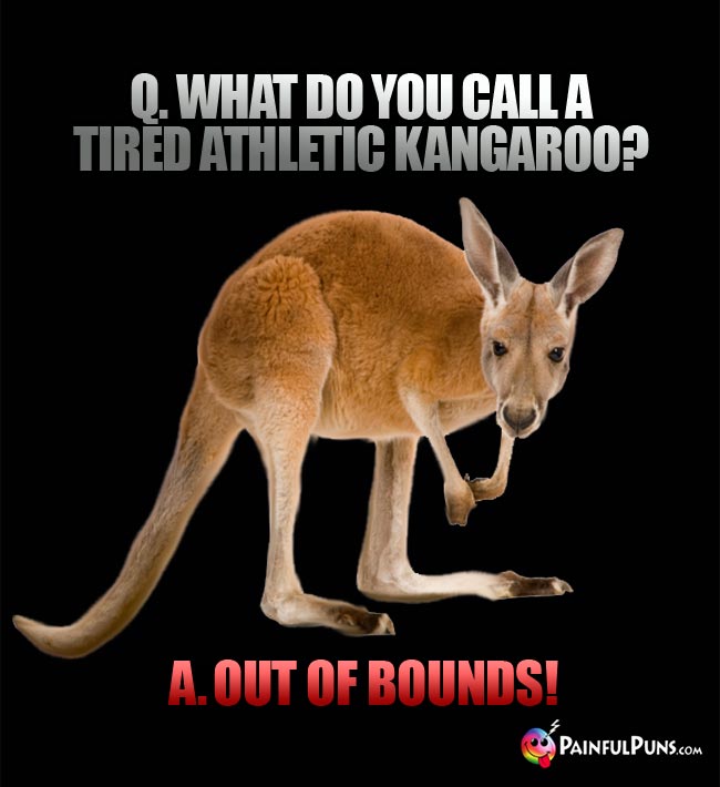 Q. What do you call a tired athletic kangaroo? a. Out of Bounds!
