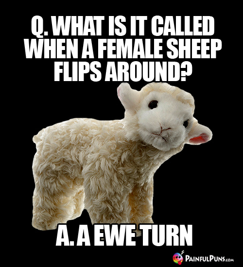 Q. What is it called when a female sheep flips around? A. A Ewe Turn
