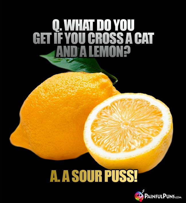Q. What do you get if you cross a cat and a lemon? A. A sour puss!