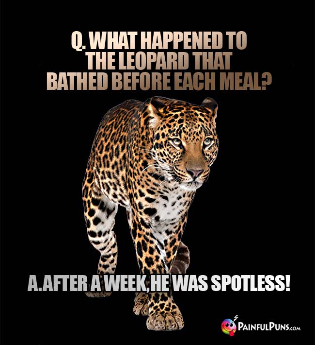Q. What happened to the leopard that bathed before each meal? A. After a wek, he was spotless!