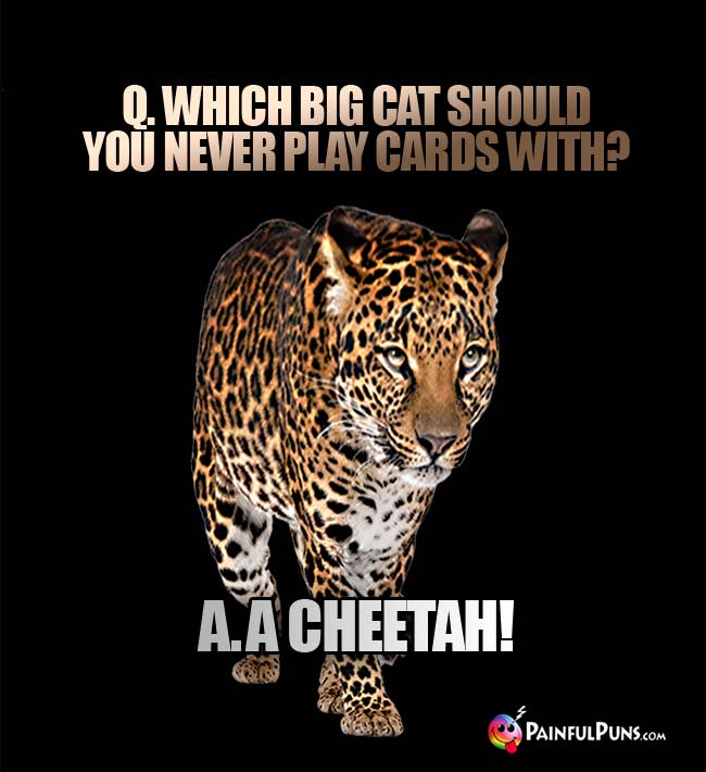 Q. Which big cat should you never play cards with? A. A cheetah!