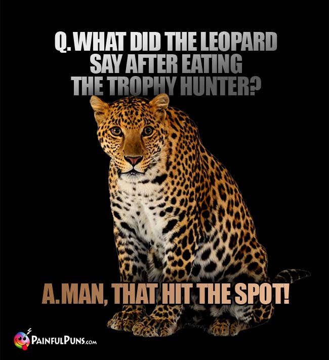Q. What did the leopard say after eating the trophy  hunter? a. Man, that hit the spot!