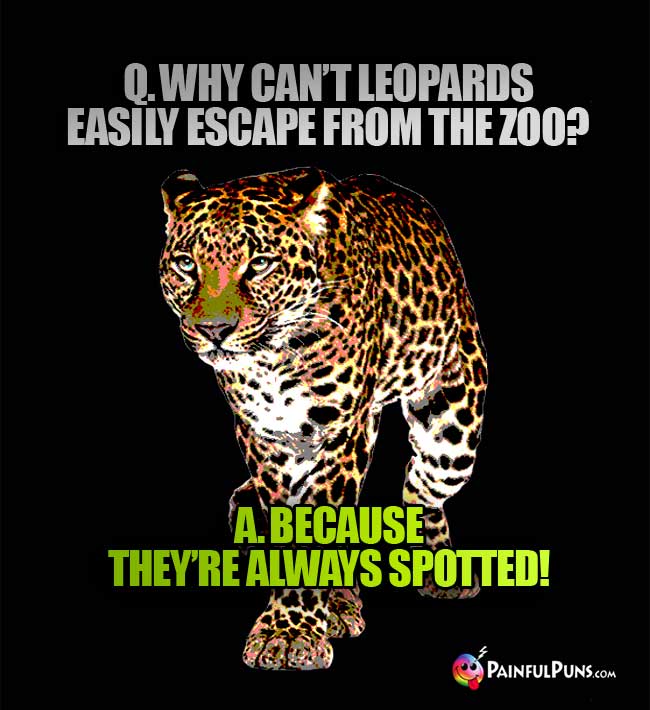 Q. Why can't leopards easily escape from the zoo?  A. Because they're always spotted!