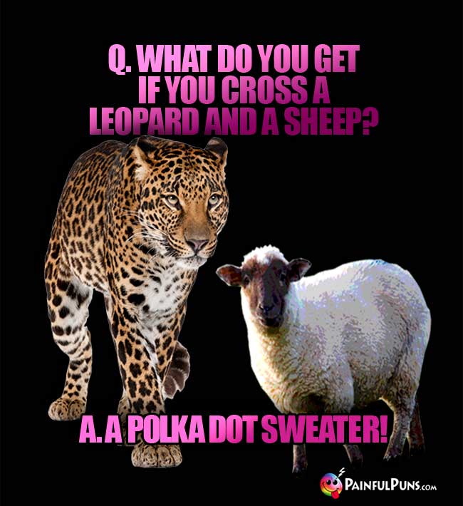 Q. What do you get if you cross a leopard and a sheep? A. A polka dot sweater!
