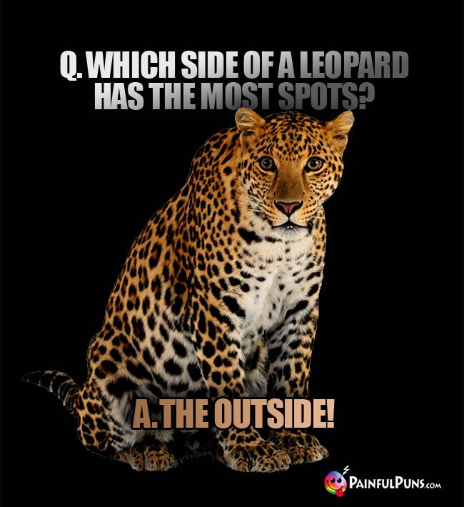 Q. Which side of a leopard has the most spots? a. The outside!