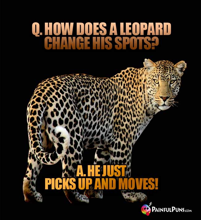 Q. How does a leopard change his spots? A. He just picks up and moves!