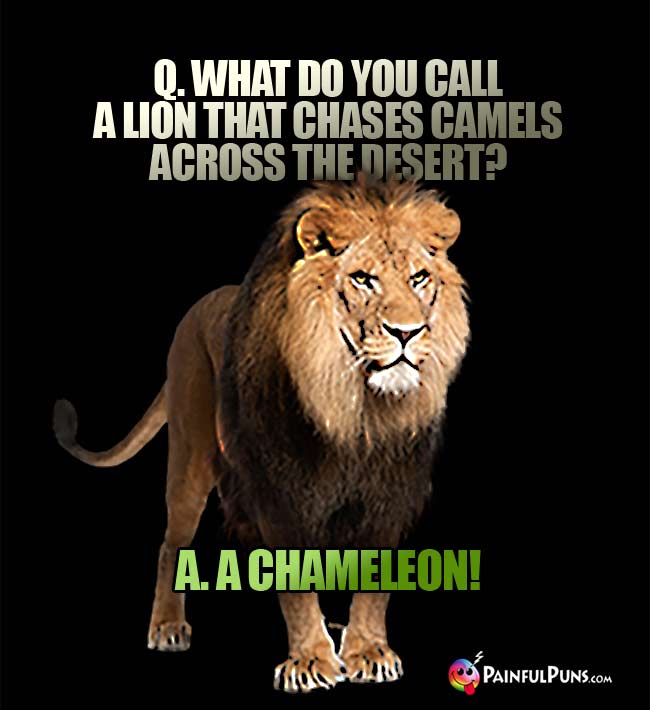 q. What do you call a lion that chases camels across the desert? a. Chameleon!