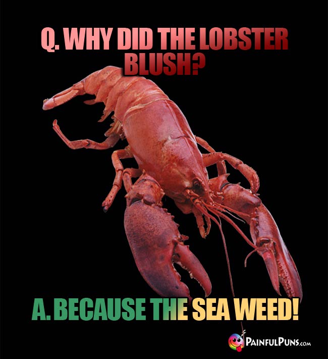 Q. Why did the lobster blush? A. Because the sea weed!