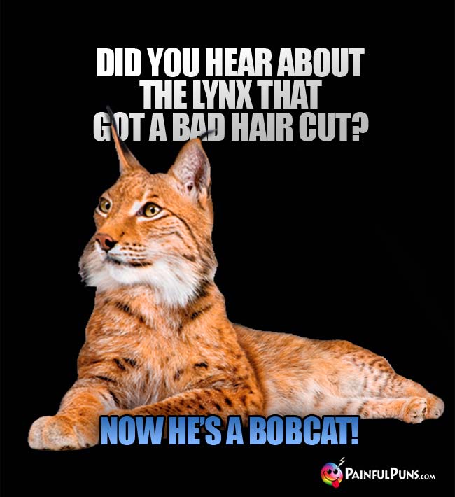 Did you hear about the lynx that got a bad hair cut? Now he's a Bobcat!