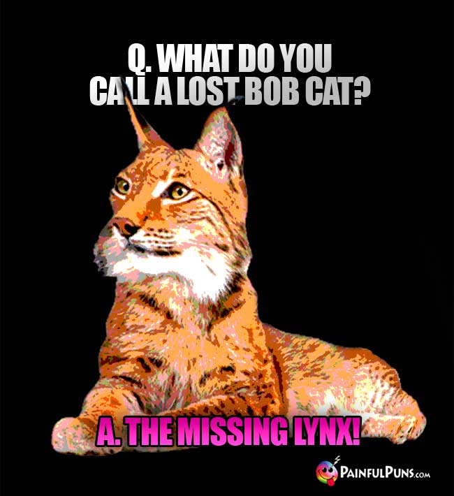 QQ. What do you call a lost bob cat? A. The Missing Lynx!