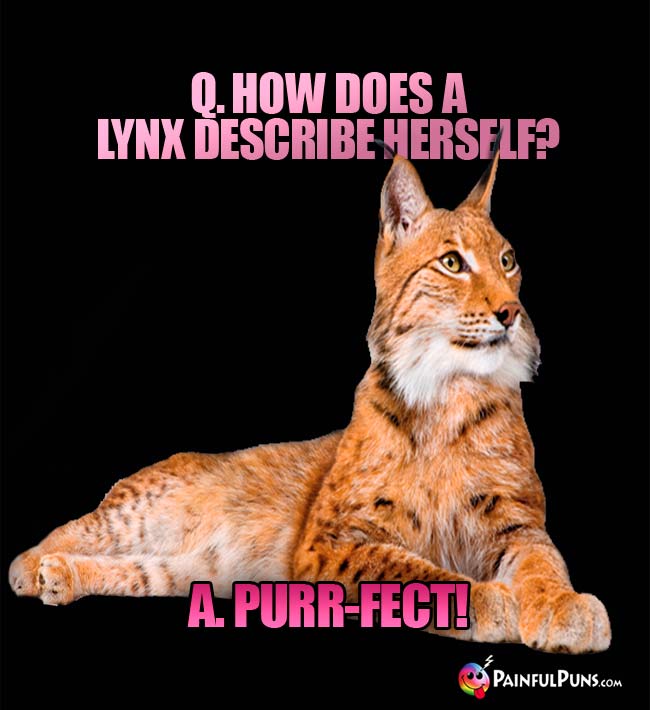 Q. How does a lynx describe herself? A. Purr-fect!