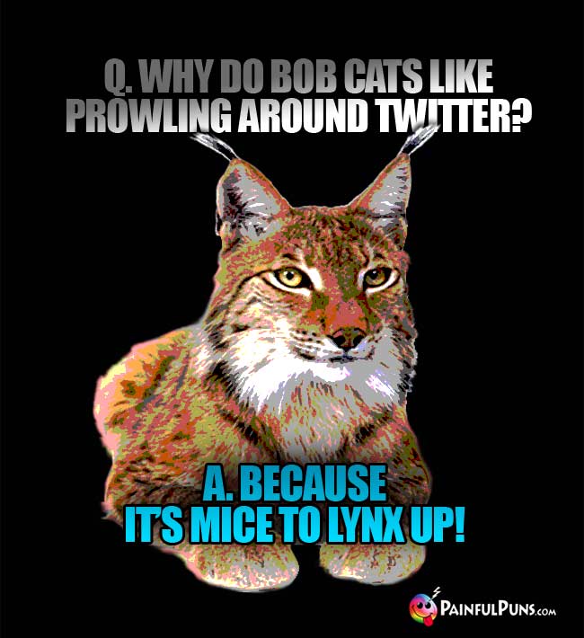 q. Why do bob cats like prowling around Twitter? A. because it's mice to lynx up!