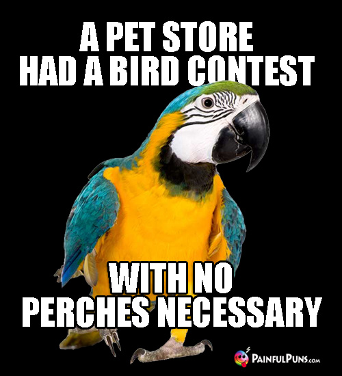 A pet store had a bird contest, with no perches necessary.