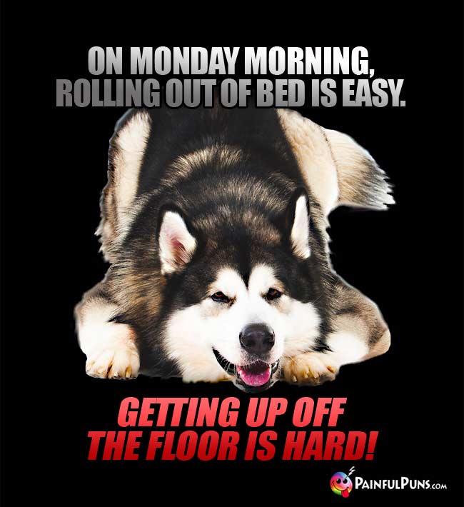 Happy dog says: On Monday morning, rolling out of bed id easy. Getting up off the floor is hard!