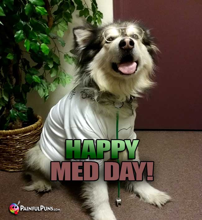 Bet dog wearing glasses and stethoscope says: Happy Med Day!