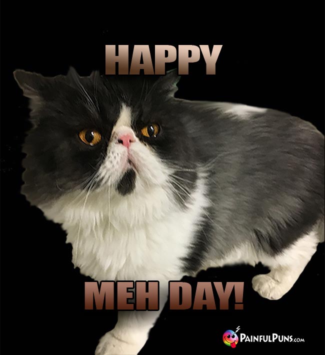 Bored Cat Says: Happy Meh Day!