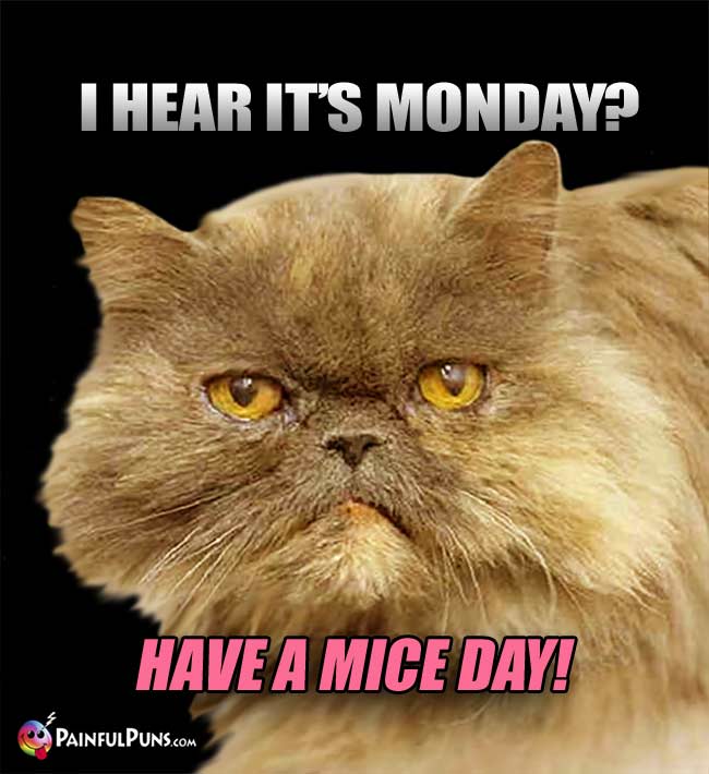 Pet Cat Says: I Hear It's Monday? Have a Mice Day!