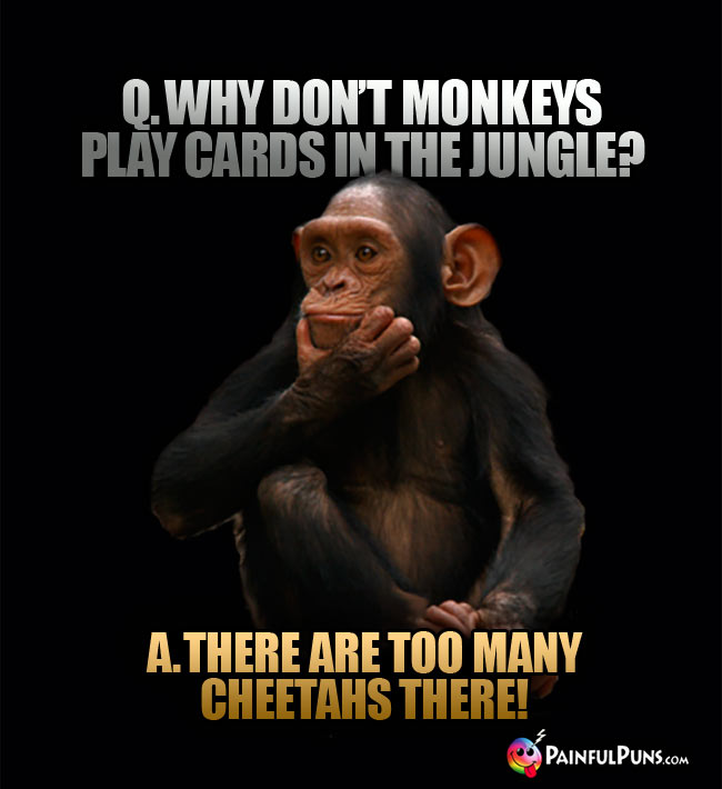 Q. Why don't monkeys play cards in the jungle? A. There are too many cheetahs there!