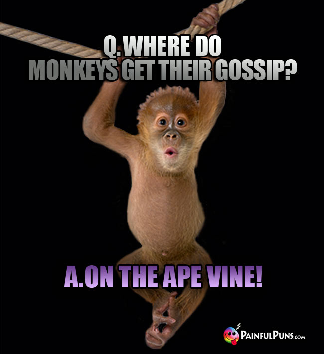 Q. Where do monkeys get their gossip? A. On the ape vine!
