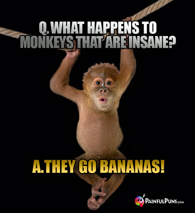Q. What happens to monkeys that are insane? A. They go bananas!