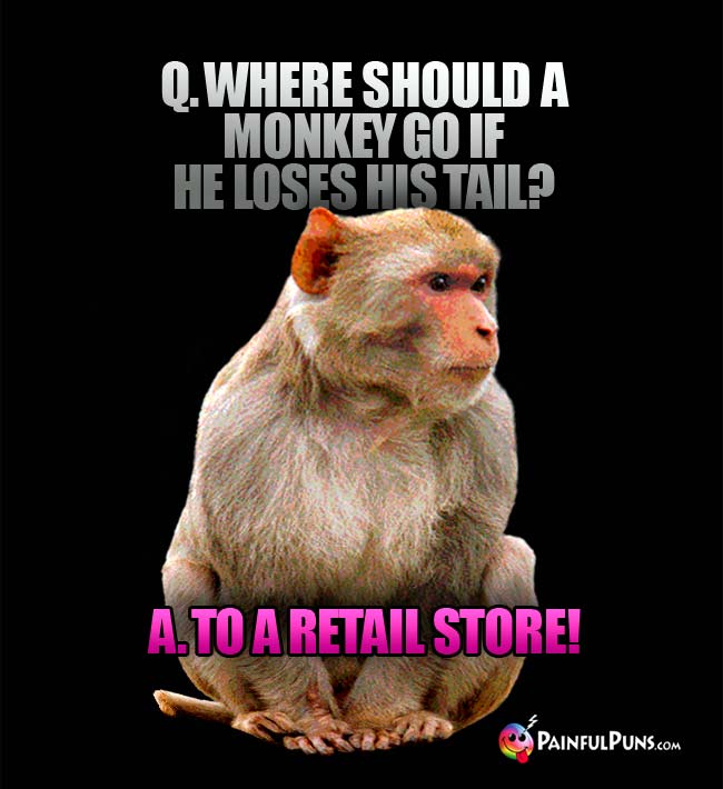 Q. Where should a monkey go if he loses his tail? A. To a retail store!