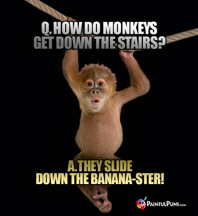 Q. How do monkeys get down the stairs? A. They slide down the banana-ster!