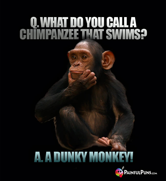 Q. What do you call a chimpanzee that swims? a. A dunky monkey!