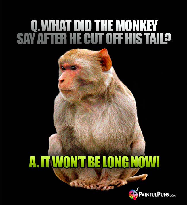 Q. What did the monkey say after he cut off his tail? A. It won't be long now!