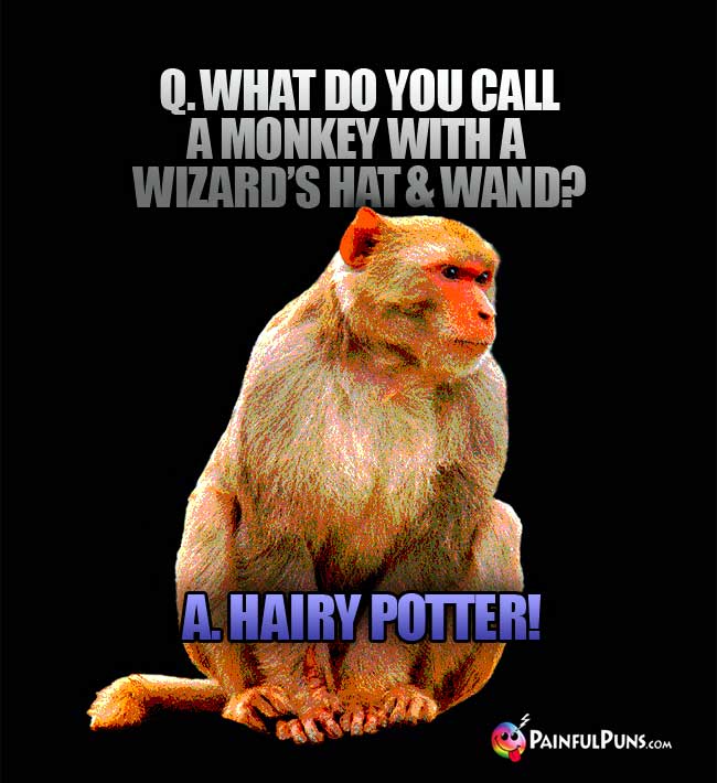 Q. What do you call a monkey with a wizard's hat and wand? A. Hairy Potter!