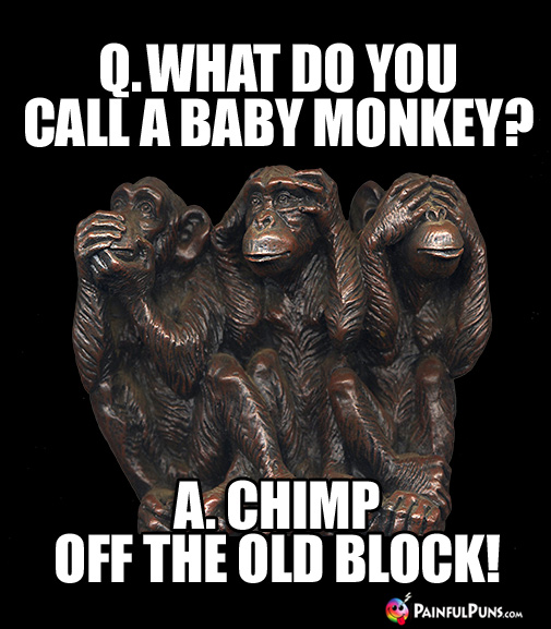 Animal Riddle: Q. What do you call a baby monkey? A. Chimp off the old block!