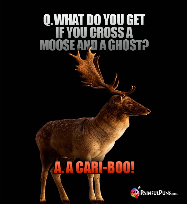 Q. What do you get if you cross a moose and a ghost?a. A Cari-Boo!