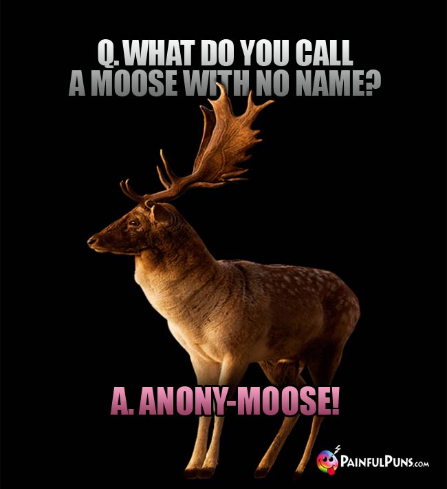Q. What do you call a moose with no name? A. Anony-Moose!