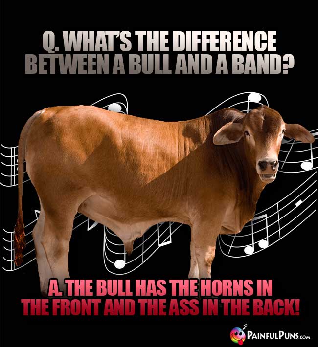 Q. What's the difference between a bull and a band? A. The bull has the orns in the front and the ass in the back!