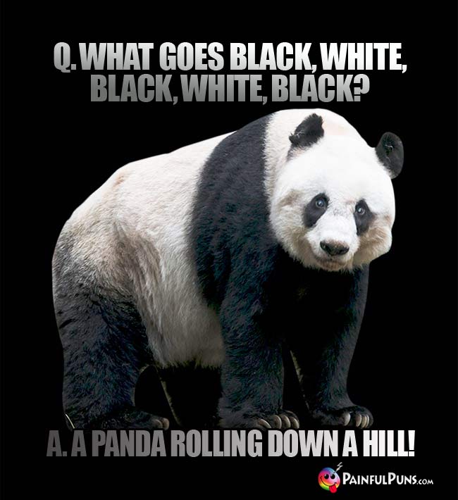 Q. What goes black, white, black, white, black? A. A panda rolling down ahill!