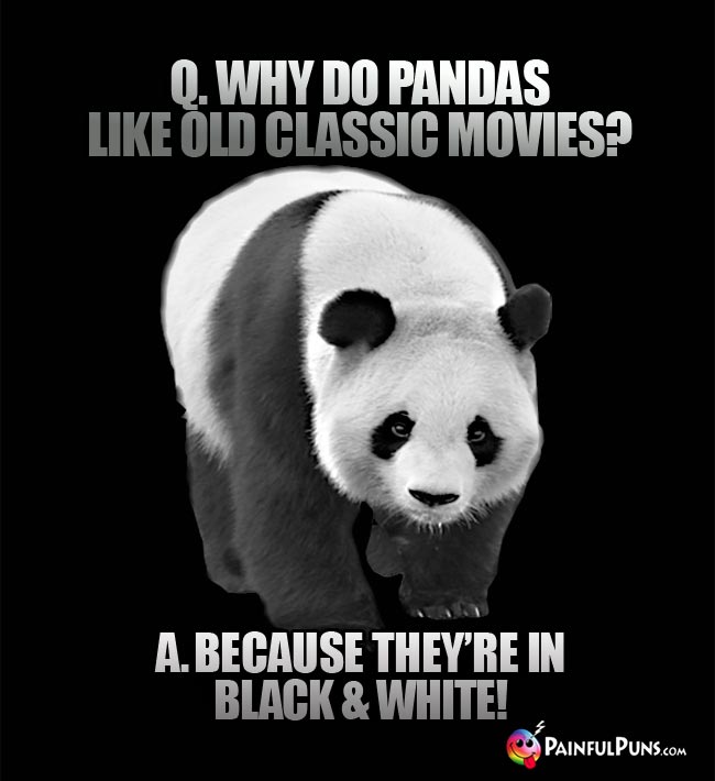 Q. Why do pandas like old classic movies? A. because they're in black and white!