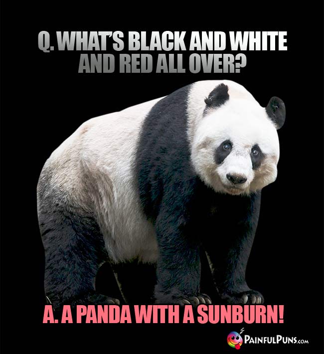 Q. What's black and white and red all over? A. a panda with a sunburn!