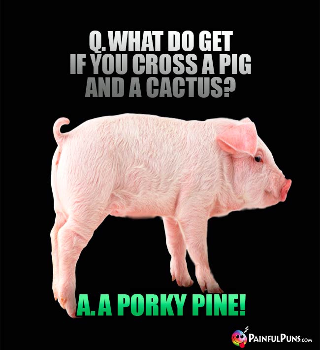 Q. What do you get if you cross a pig and a cactus? A. A Porky Pine!