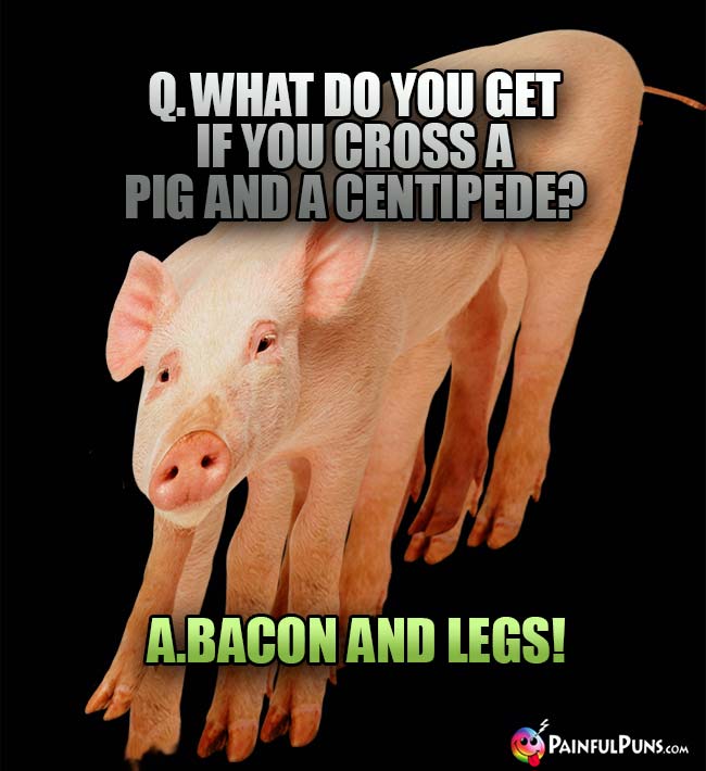 Q. What do you get if you cross a pig and a centipede? A. Bacon and Legs!