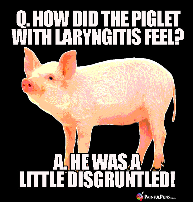 Q. How did the piglet with laryngitis feel? A. He was a little disgruntled!