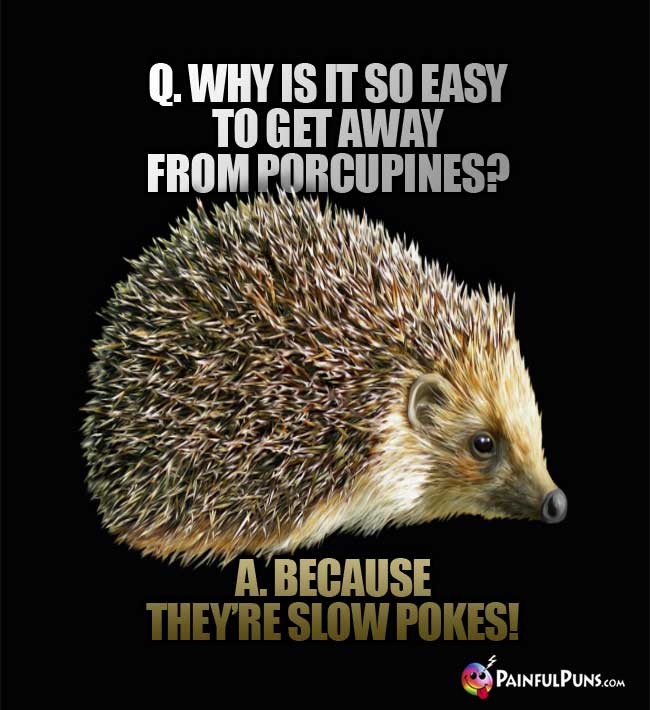 Q. Why is it so easy to get away from porcupines? A. Because they're slow pokesQ