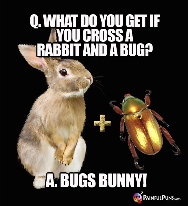 Q. What do you get if you cross a rabbit ad a bug? A. Bugs Bunny!