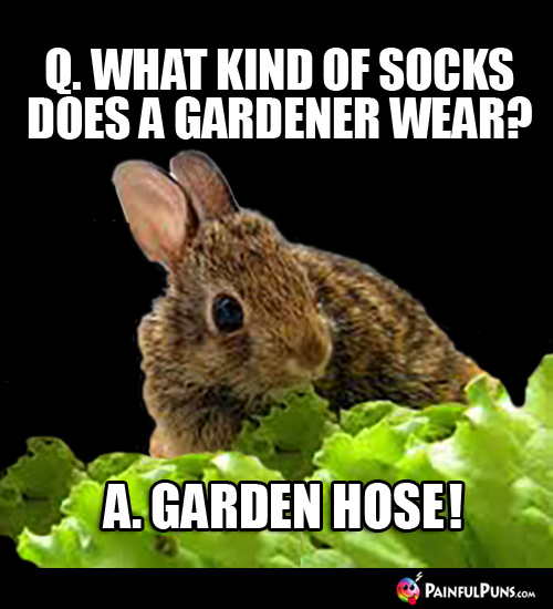 Q. What kind of socks does a gardener wear? A. Garden Hose!