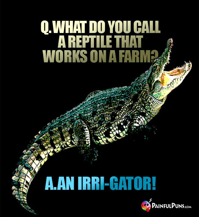 Q. What do you call a reptile that works on a farm? A. An Irri-Gator!