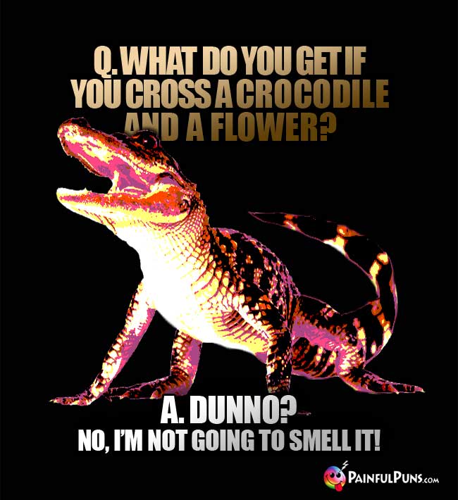 Q. What do you get if you cross a crocodile and a flower? A. Dunno? No, I'm not going to smell it!