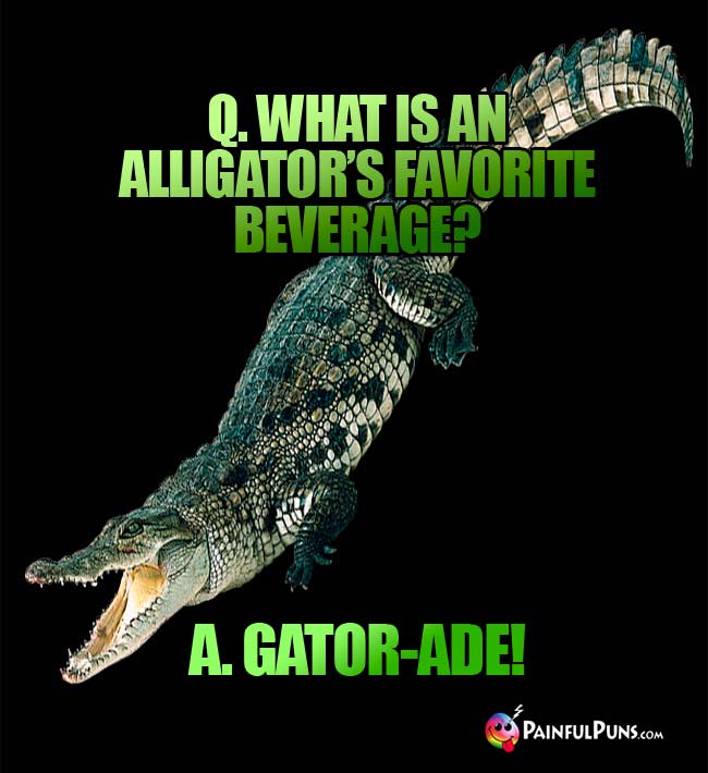Q. What is an alligator's favorite beverage? A. Gator-Ade!