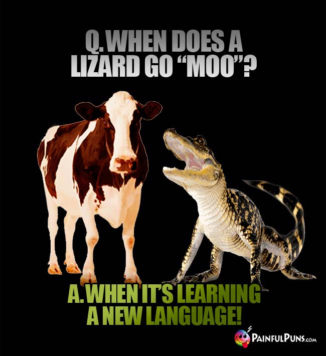 Q. When does a lizard go "Moo"? A. When it's learning a new language!
